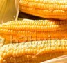 武汉宝来利来有限公司常年现金收购玉米、大豆等