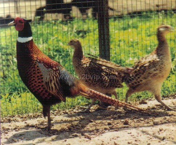 供应养殖铁丝网山鸡放养铁丝网围栏河北养殖铁丝网生产厂家