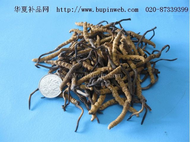 供应优质虫草