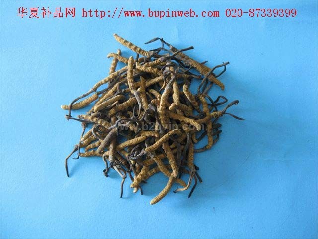 虫草--顶级虫草
