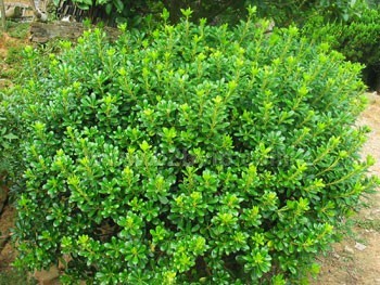 供应紫穗槐、海桐、海棠、红花草、葱兰、红绿梅