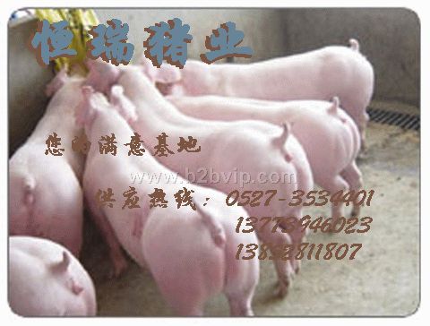 2007年3月最新仔猪价格行情2.7-3.0元/斤.