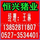 中国猪e网告诉您4月仔猪最新价格2.8-3.0元/市斤