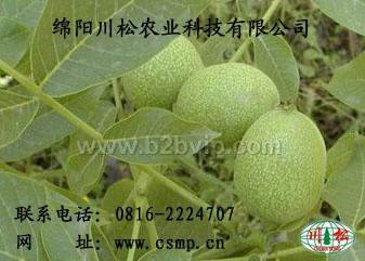 绵阳核桃树苗