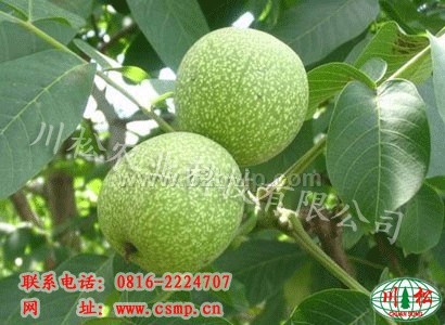 高产核桃树苗