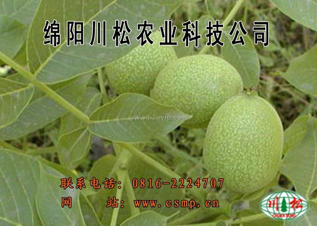 8518-薄皮核桃