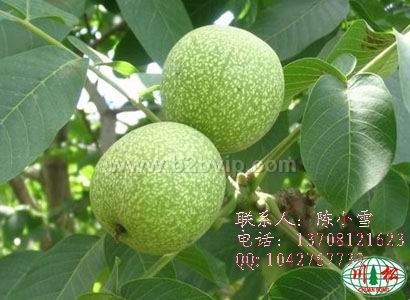 云南漾濞嫁接核桃苗  漾濞核桃