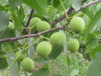 四川核桃苗