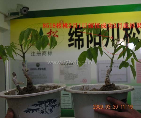 云南核桃苗