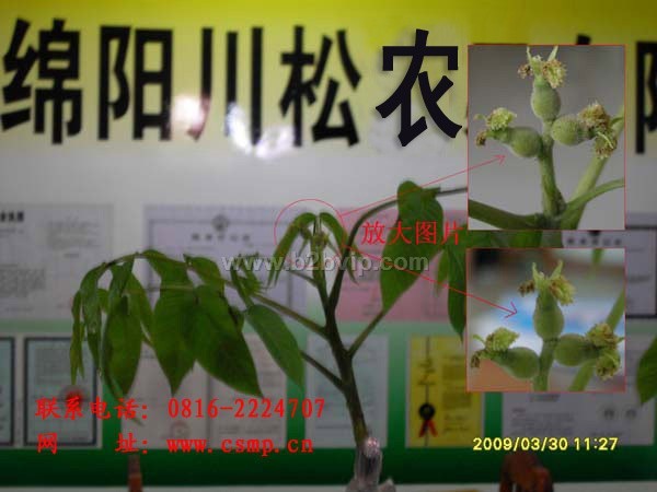 薄皮核桃苗