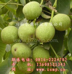 河南嫁接核桃苗