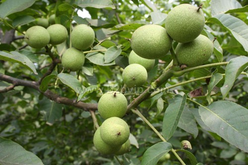 香玲核桃苗