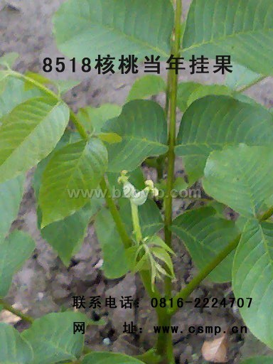 核桃苗