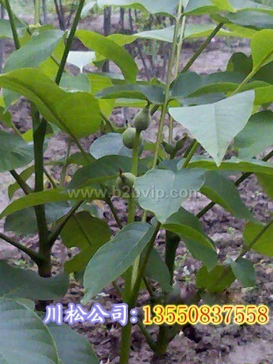 云南核桃苗