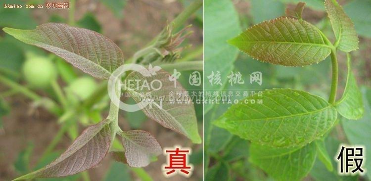 云南香玲嫁接核桃苗