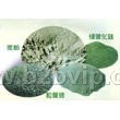 供应绿碳化硅金刚砂磨料研磨抛光材料，二十年品牌