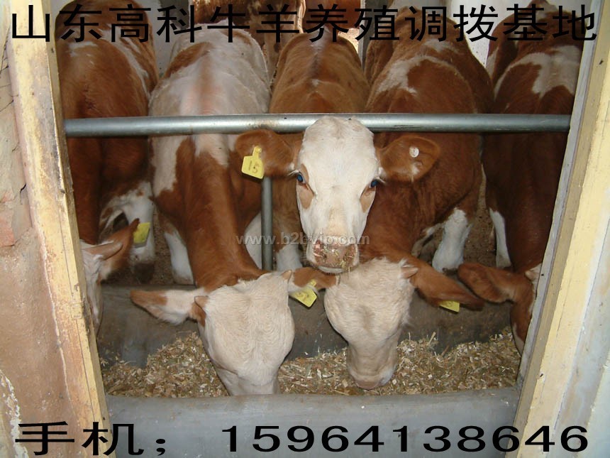 改良肉牛养殖技术