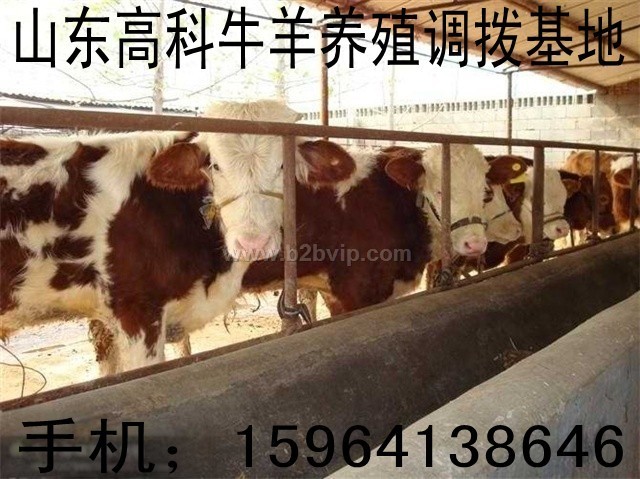 肉牛价格