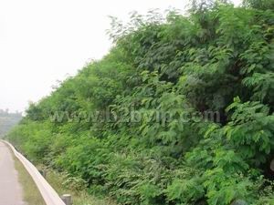衡水腾跃边坡绿化工程