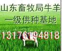 波尔山羊 西门塔尔牛 改良牛
