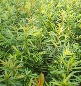 衡水凯源专业边坡绿化与岩面生态修复工程