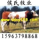 哪里有肉牛|哪里有牛交易市场——山东侯氏牧业