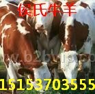 供应良种小牛仔，全国送货到家