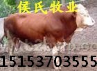 供应小牛仔小牛犊肉牛犊