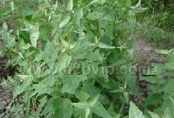 树状菠菜种子