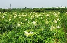 菜芙蓉种子