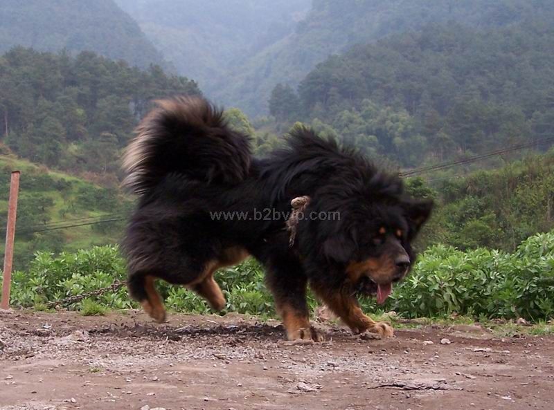 重庆双雄獒园:魔王