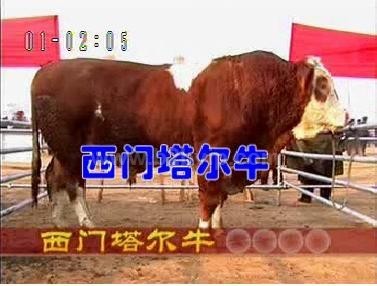 改良牛羊供应