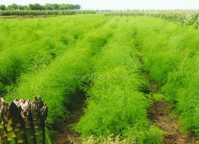 芦笋种子｜芦笋种植｜芦笋创业投资好项目