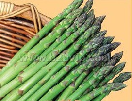 芦笋种子==UC309F1