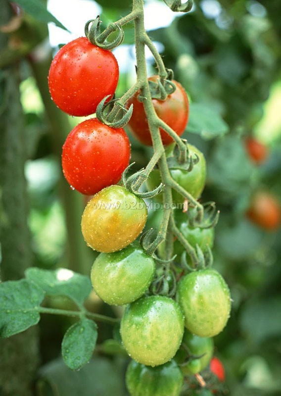 优质西红柿种子|番茄种子价格