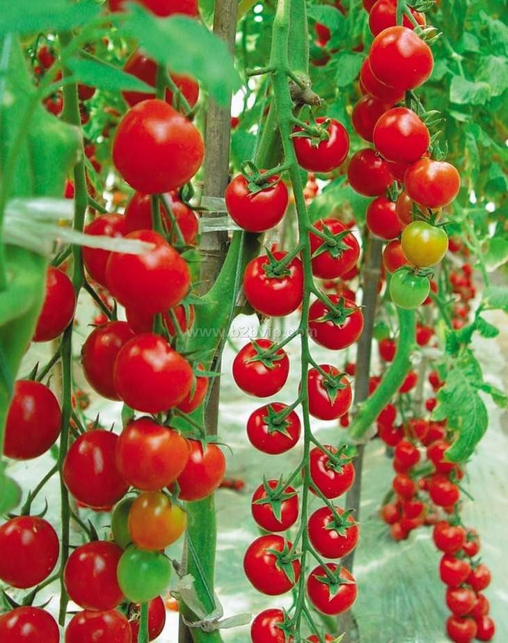 杂交番茄种子｜西红柿种子｜番茄种子价格