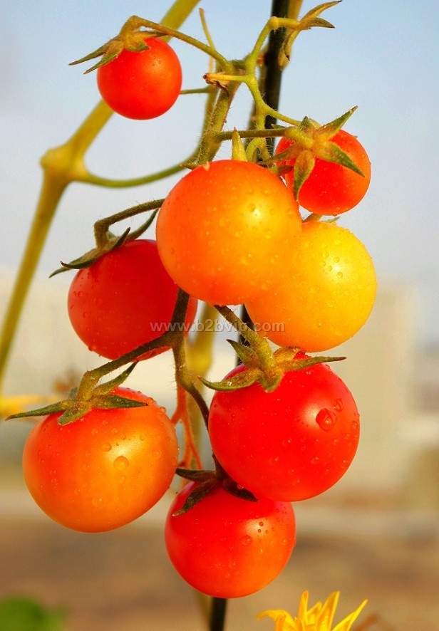 番茄种子｜普罗旺斯西红柿种子｜西红柿种植技术
