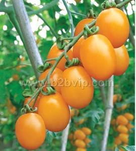 西红柿种子｜番茄种子｜西红柿种子特征