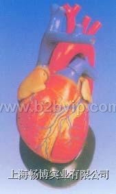 心脏放大模型|心脏解剖模型|经典心脏模型