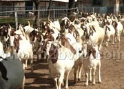 肉牛波尔山羊养殖场-肉牛种羊波尔山羊价格牛羊养殖技术