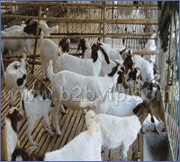 优质肉牛|肉羊|山东康达肉牛肉羊养殖调拨基地|肉羊养殖|育肥肉牛...