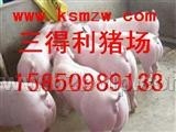 特价出售仔猪&nbsp;苗猪&nbsp;三得利猪场