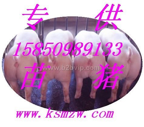 低价出售仔猪&nbsp;苗猪&nbsp;猪苗&nbsp;三得利猪场
