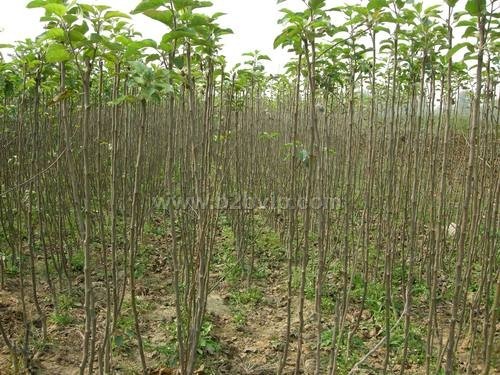 供应 核桃苗 8518核桃苗 香梁核桃苗 薄皮核桃苗