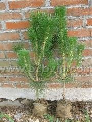 供应白皮松小苗15-1米大1.5-4米
