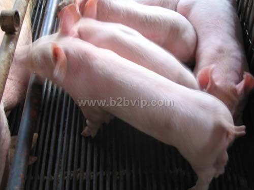 王玉常年低价销售20-90斤瘦肉型仔猪苗