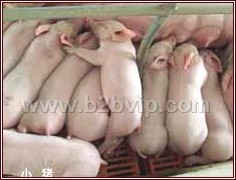 常年面向全国销售良种苗猪