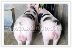 苗猪、仔猪、种猪、母猪