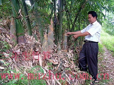 麻竹苗