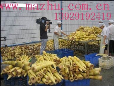 麻竹种苗&nbsp;台湾麻竹苗　甜龙竹苗　甜竹苗